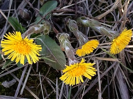 Kleinhoefblad070205A